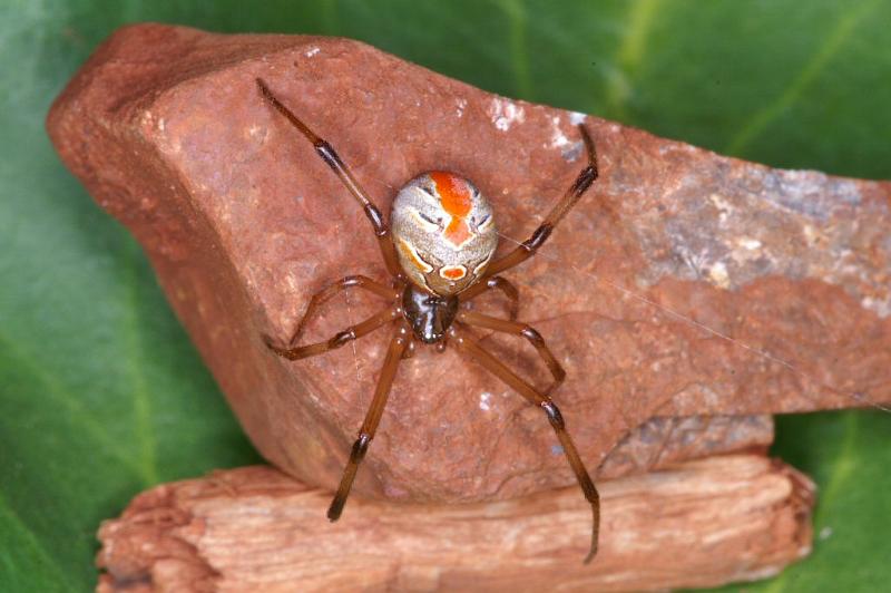 Latrodectus_hasselti_D3495_Z_90_E. of Nuendah homestead_Australie.jpg